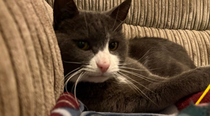 SMUDGE JOiNS THE OiNK BLOG!